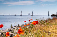 Макове и платноходки; comments:3