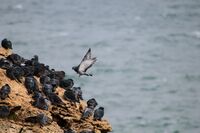 Гълъб; No comments