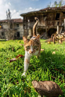 без име ( ID=2573879 ); Коментари:6