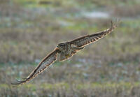 Мишелов; comments:10