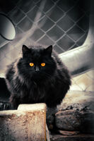 ***; Коментари:6