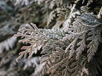 Дъхът на зимата; Коментари:4