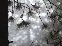 no name ( ID=2573981 ); comments:3