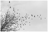 no name ( ID=2573988 ); comments:9