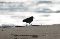 без име ( ID=2573995 ); Коментари:1