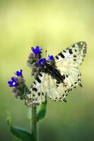 Фердинандова пеперуда; comments:2