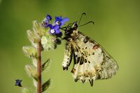 Фердинандова пеперуда; Коментари:3