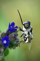 Космата пчела; Коментари:1