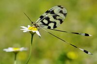 Лентокрилка; comments:7