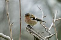 Обикновена чинка; Коментари:4