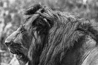 Царят и досадата; comments:4