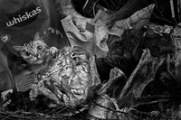 любими животни...; comments:15