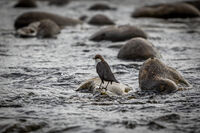 no name ( ID=2574149 ); comments:1