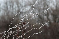 мъниста; comments:6