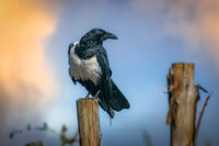 no name ( ID=2574175 ); comments:7