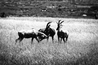 no name ( ID=2574177 ); comments:2