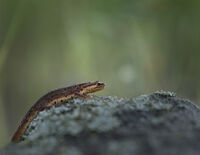 Малък тритон на Шмитлер (Lissotriton schmidtleri); comments:50