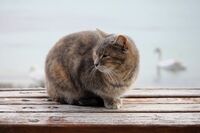 Котка на фона на лебед; comments:2