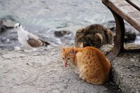 Две котки и чайка в мъглата; No comments