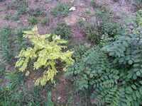 Есенно!; Коментари:1