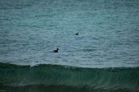 Море; Няма коментари