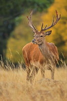 Благороден елен; comments:20