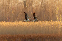 Синхрон; comments:12