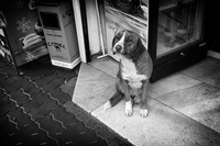 ... бездомниче; comments:3