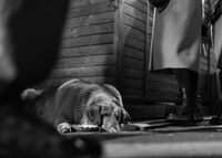 Бездомен; comments:16