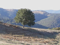 без име ( ID=2574370 ); Коментари:1