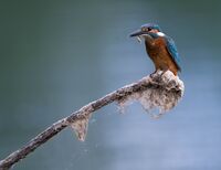 Закуската на краля; comments:6