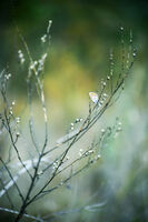 без име ( ID=2574393 ); Коментари:6