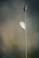 без име ( ID=2574394 ); Коментари:5