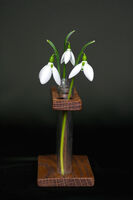 Портретни кокичета; comments:5