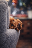 без име ( ID=2574427 ); Коментари:8