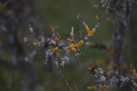 Зимни наслоения..; Коментари:1