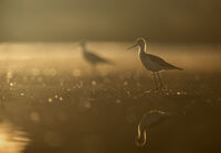 ехо; Коментари:9