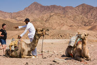 Камилско спокойствие; Коментари:5