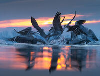 без име ( ID=2574440 ); Коментари:10