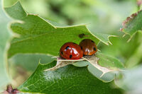 Винаги двама винаги; Коментари:3
