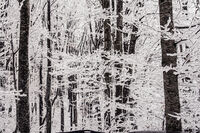 Снежен стъклопис; comments:2