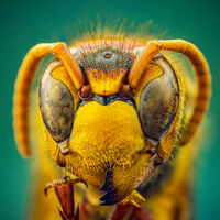 Стършел; comments:18