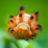 без име ( ID=2574477 ); Коментари:3