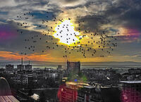 из Шумен; Няма коментари