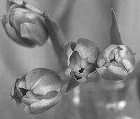 no name ( ID=2574532 ); comments:14