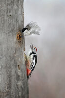 Среден пъстър кълвач гони синигер; comments:15