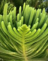 зелено; Коментари:2