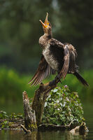 Павароти; comments:17