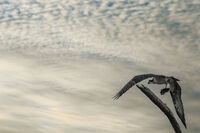 Отлитане с плячка; comments:5