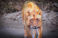 Неволи на самотния ловец...; comments:3